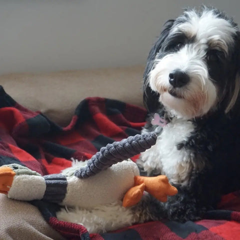 FLYING DUCK dog toy