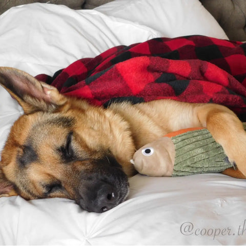 FLOPPY FISH dog toy