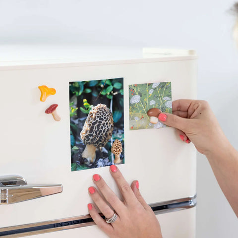 MUSHROOM magnets 4-pack